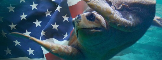 In Honor of Veterans Day, The Virginia Aquarium is Celebrating the ... - Virginia%20aquarium
